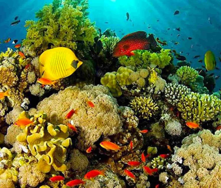 Best Cartagena Colombia Tour Guides Oceanarium Snorkeling Lunch Speedboat 19 1