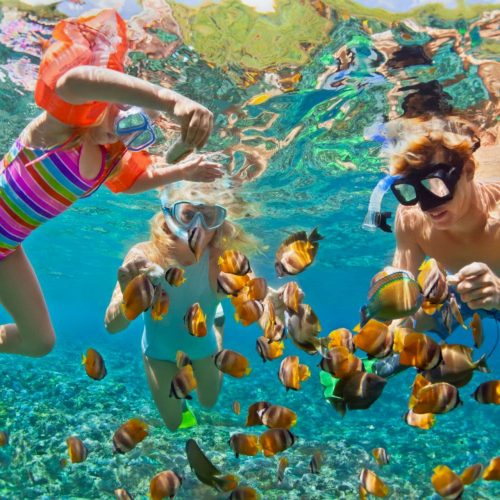 Family Friendly Rosario Islands Tour Snorkeling Beach Clubs Ocean Life 5